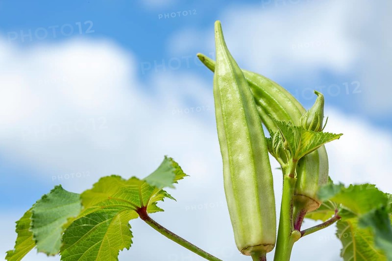 Green okra