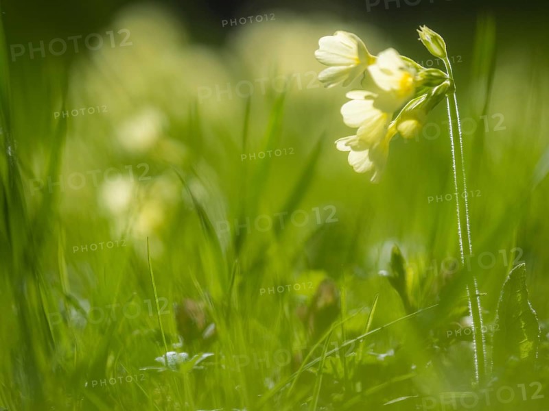 Common cowslip