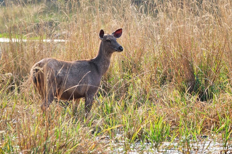 Female blue bull or nilgai is an asian antelope walking in the forest. Nilgai is endemic to Indian subcontinent. Ranthambore National park