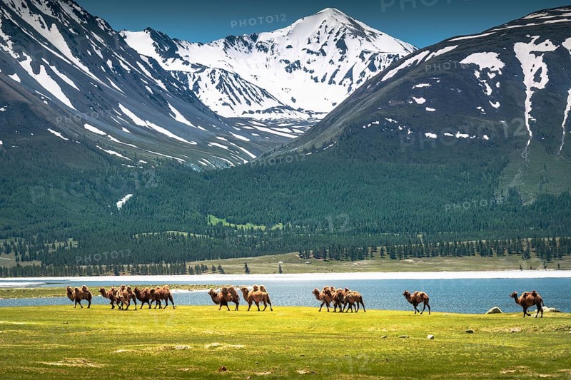 Altai mountain camels go back to their own place. Western Mongolia