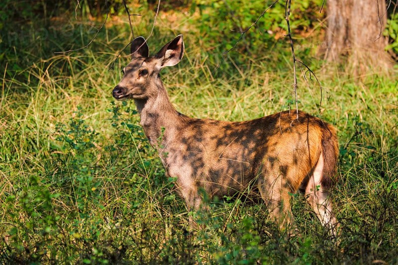 Female blue bull or nilgai is an asian antelope standing in the forest. Nilgai is endemic to Indian subcontinent. Ranthambore National park