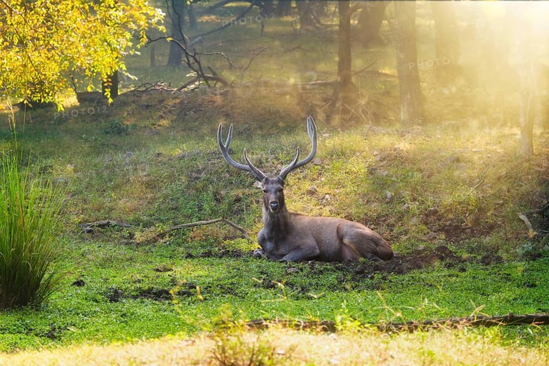 Male sambar