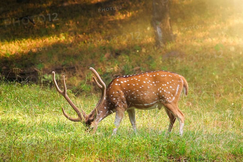 Beautiful male chital or spotted deer grazing in grass in Ranthambore National Park