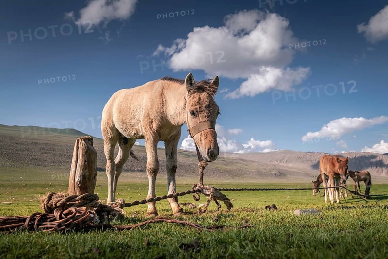Baby foal waiting for its mother. Western Mongolia. Summertime