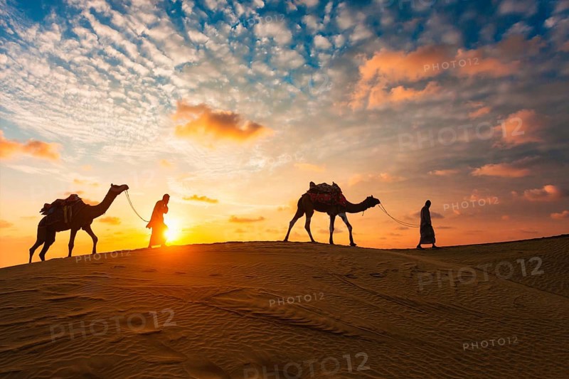Indian cameleers