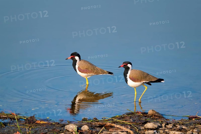 The red-wattled lapwing
