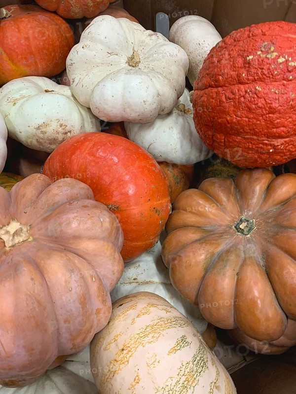 Abstract several gourds background