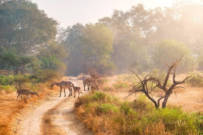 Families of blue bull nilgai and spotted deers chital walking in forest. Safari road