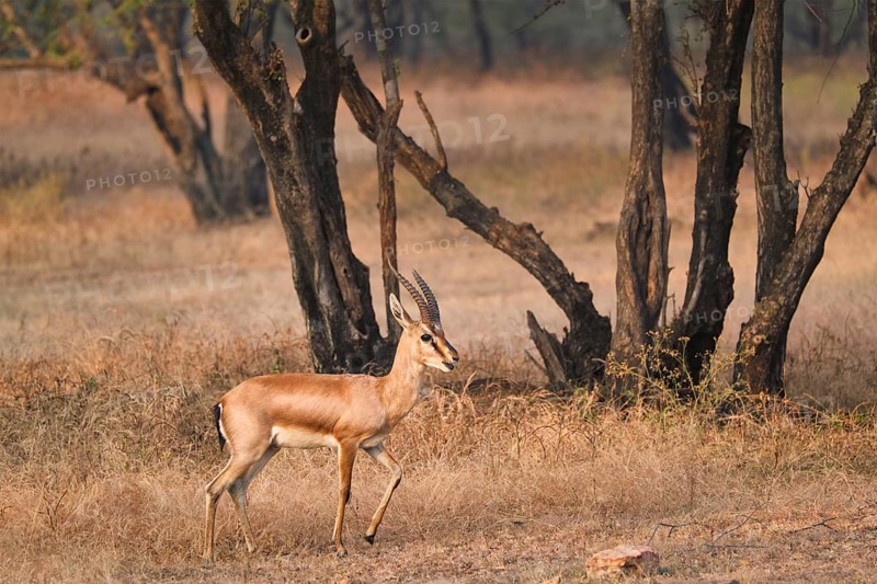 Young Indian bennetti gazelle or chinkara walking and grazing in the forest of Rathnambore National Park. Tourism elecogy environment background. Rajasthan