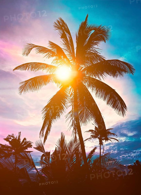 Palm silhouette against sky on sunset
