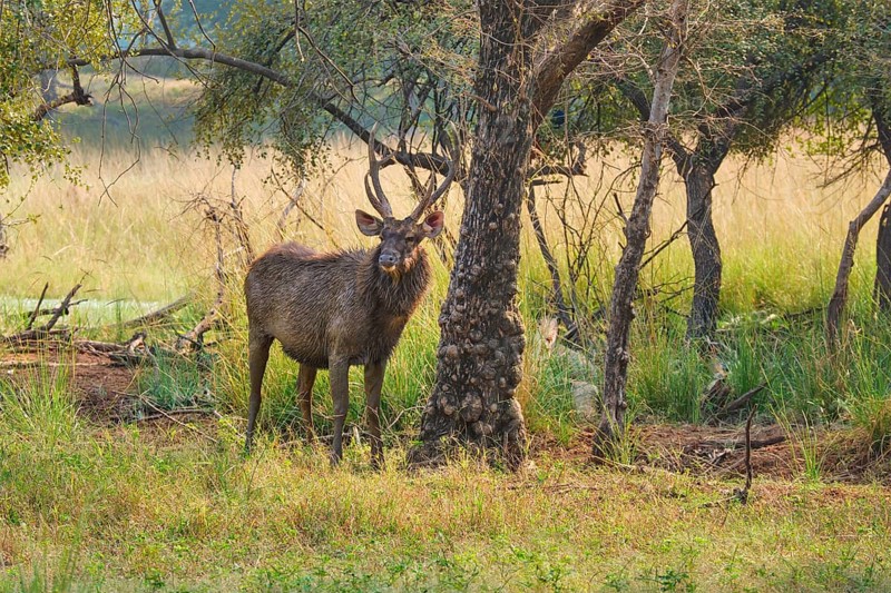 Male sambar