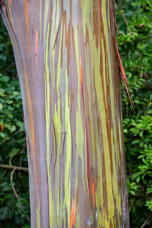 Farbige Rinde des Regenbogen Eukalyptus