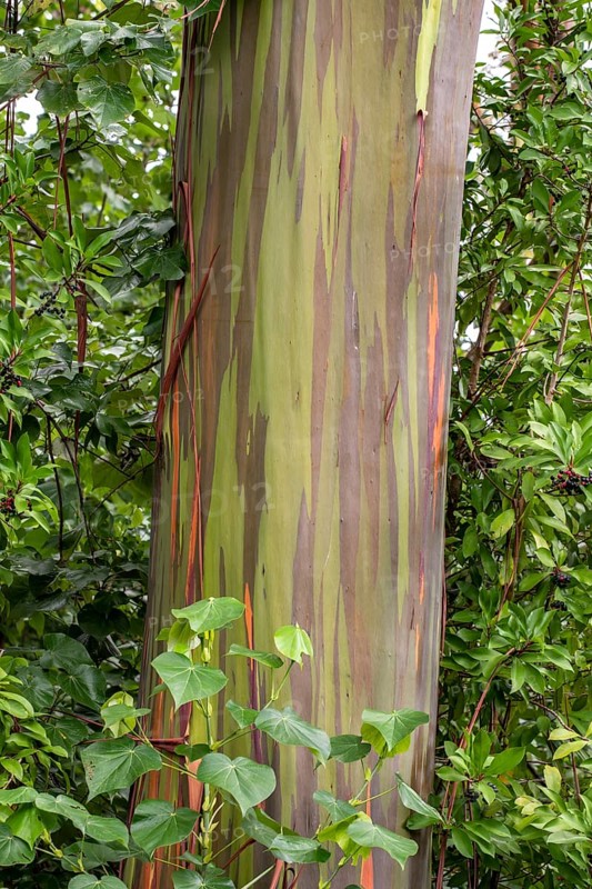Farbige Rinde des Regenbogen Eukalyptus