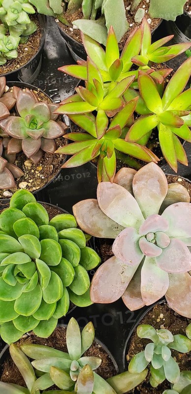 Abstract overhead of various succulent plants at nursery