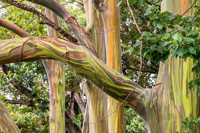 Farbige Rinde des Regenbogen Eukalyptus