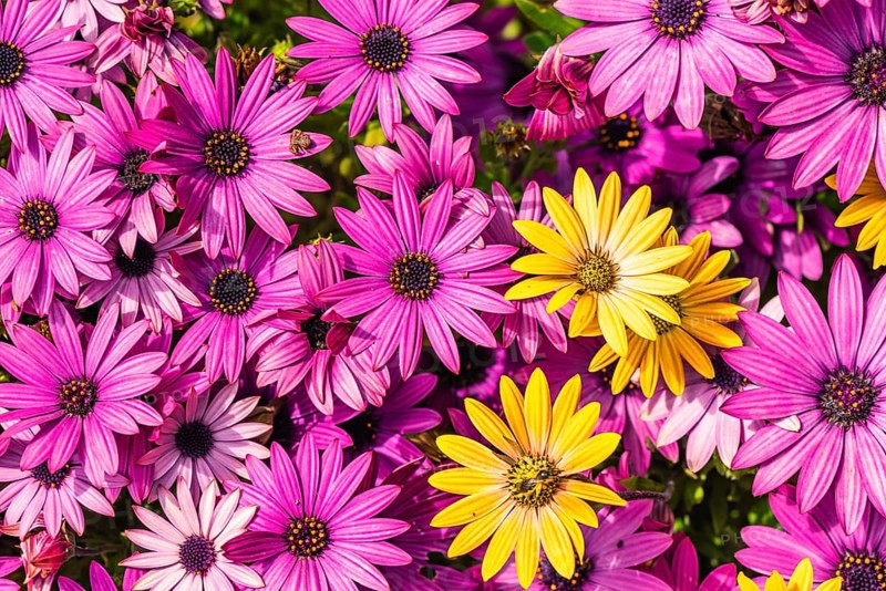 African Daisy Colour Mix