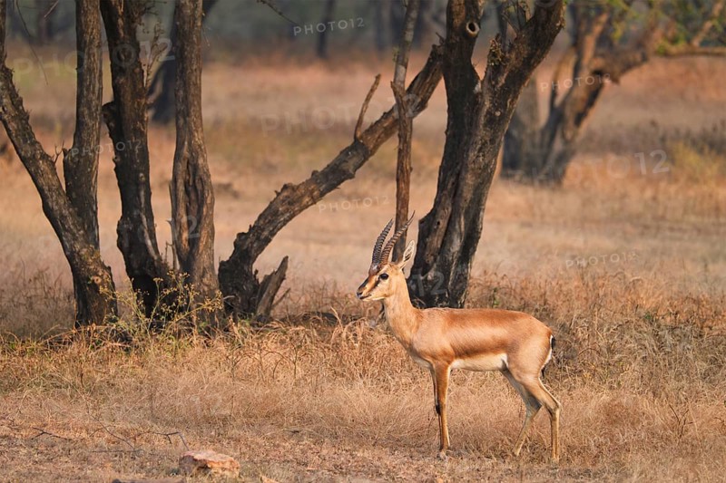 Young Indian bennetti gazelle or chinkara walking and grazing in the forest of Rathnambore National Park. Tourism elecogy environment background. Rajasthan