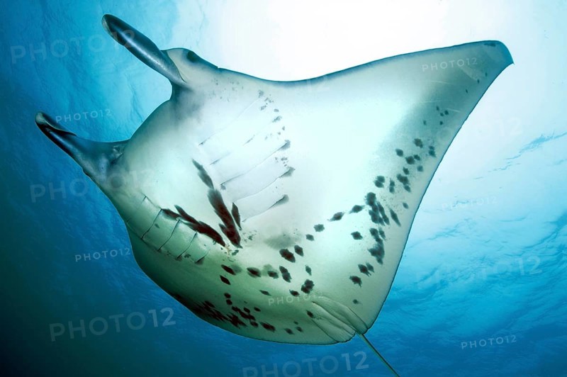 Manta