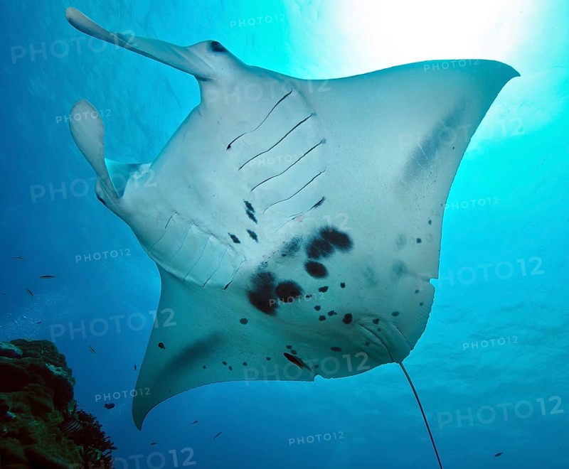 Manta