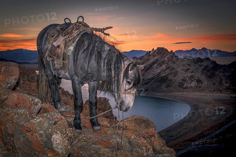 A horse under the sunset. Western Mongolia