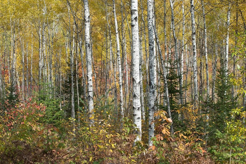 Herbstlicher Birkenwald