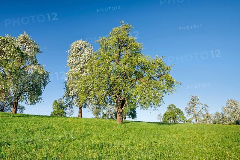 Bluehende Birnbaeume im Fruehling auf gruener Wiese
