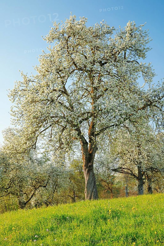 Bluehende Birnbaeume im Fruehling in bluehender Wiese auf dem Hirzel im Kanton Zuerich