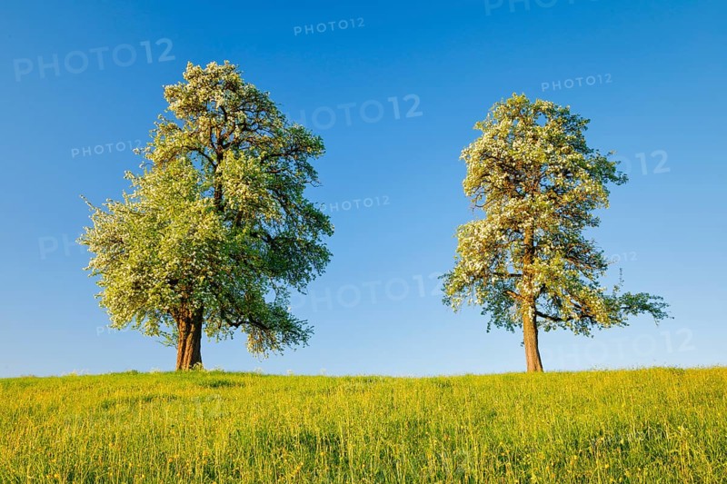 Zwei grosse freistehende und bluehende Birnbaeume auf Blumenwiese im warmen Morgenlicht