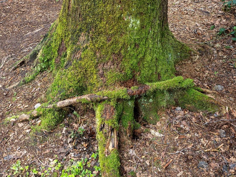 Mit Moos bewachsener Baumstamm im Naturschutzgebiet Hudelmoos