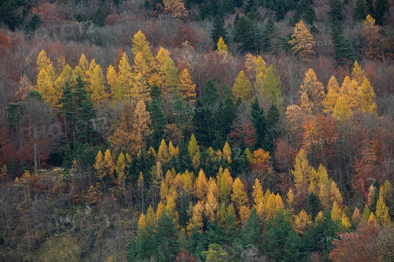 Mountain forest