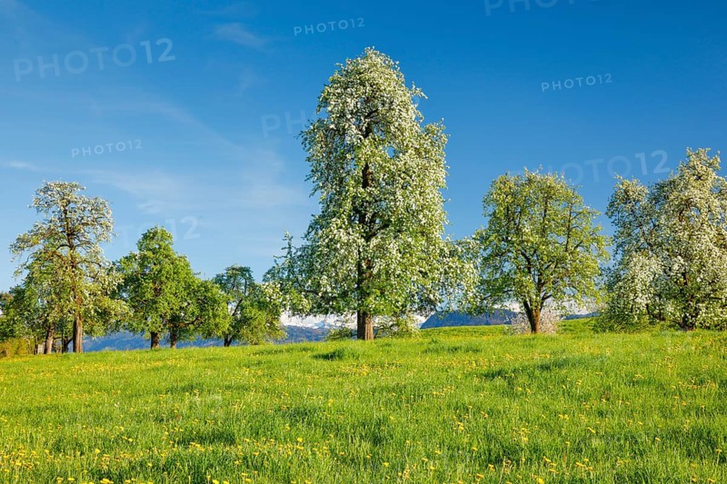 Bluehende Birnbaeume im Fruehling in bluehender Blumenwiese