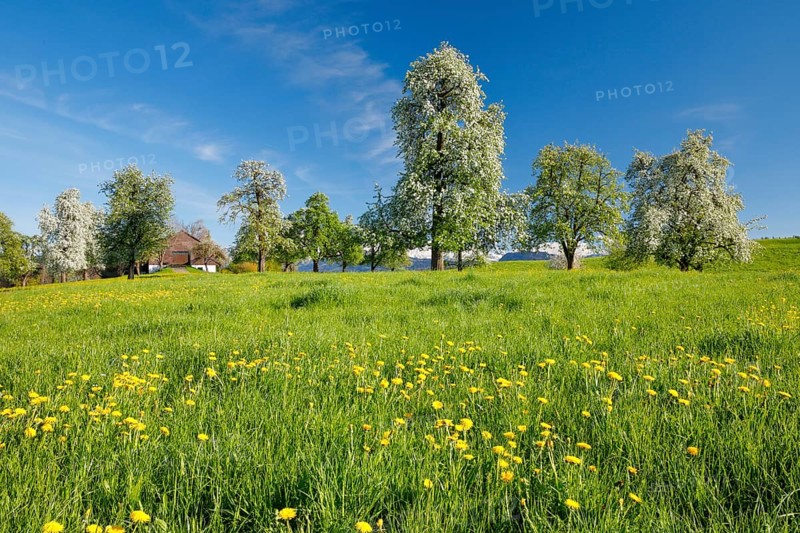 Bluehende Birnbaeume im Fruehling in bluehender Blumenwiese