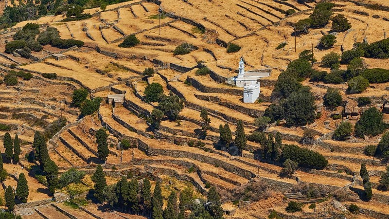 Olive trees