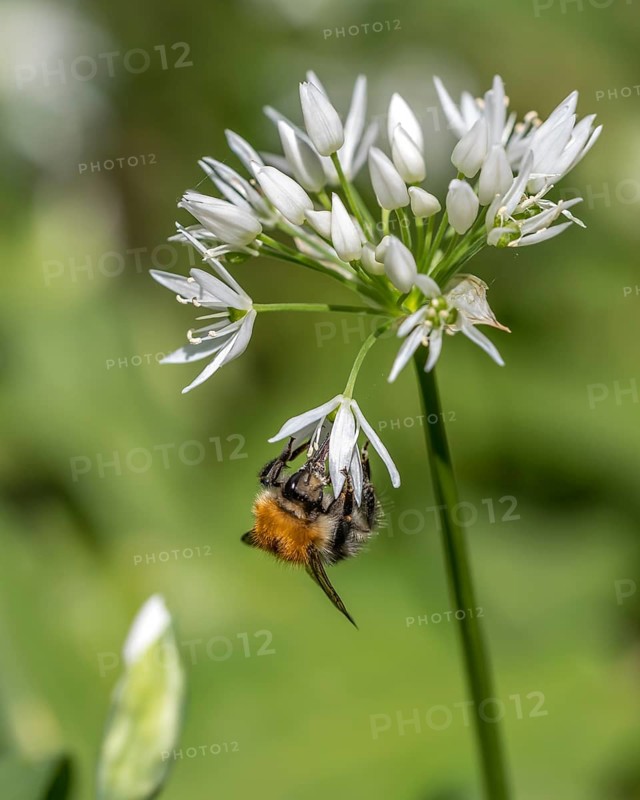 Tree bumblebee