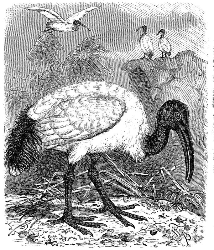 Sacred Ibis