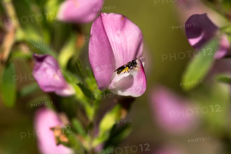 Sweat bee