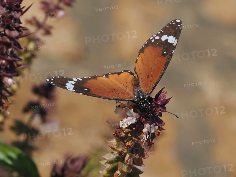 Macro