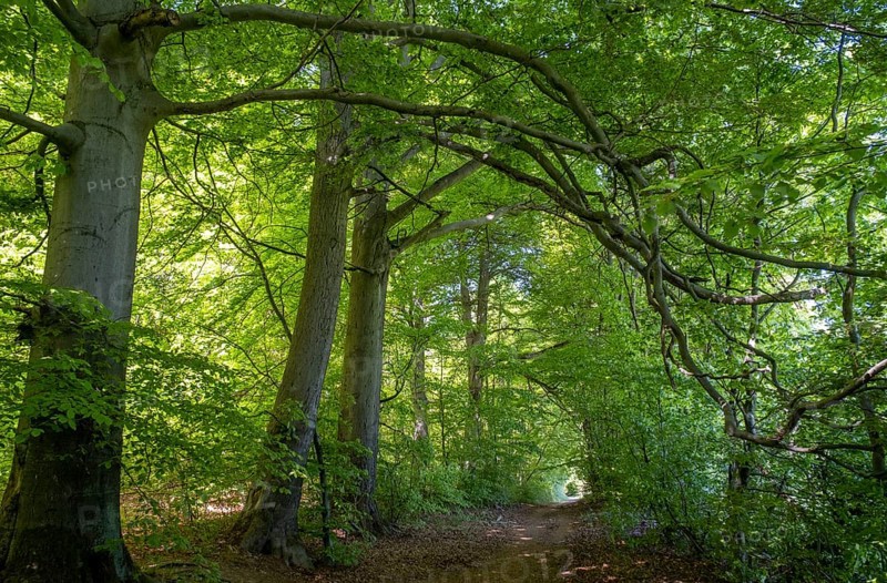 Beech forest