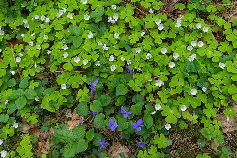 Flowering wood sorrel
