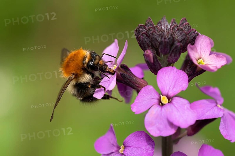 Common carder-bee