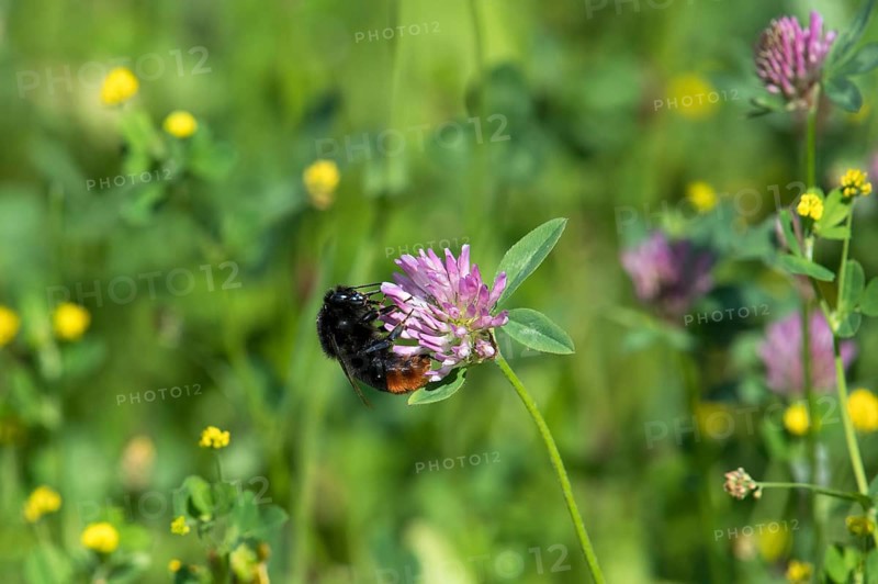 Red-tailed bumblebee