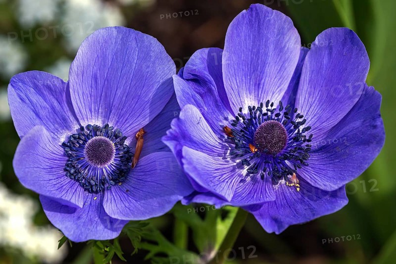 Flower of a blue anemone