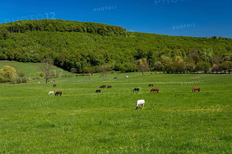 Horses in a meadow in the Reitlingstal
