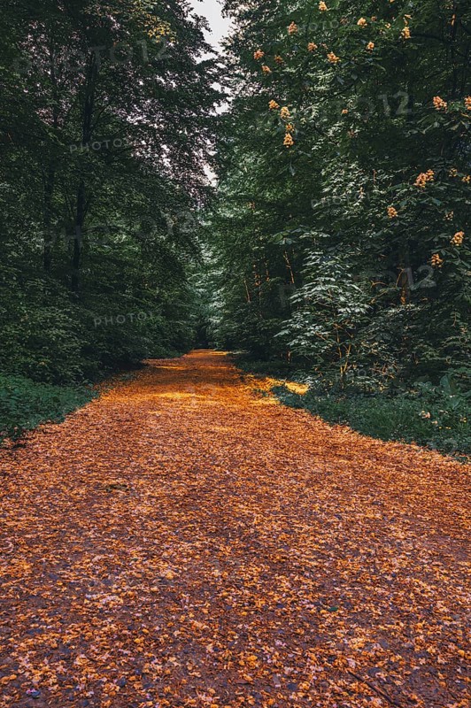 Hiking trail in the forest in the Deister near Hanover