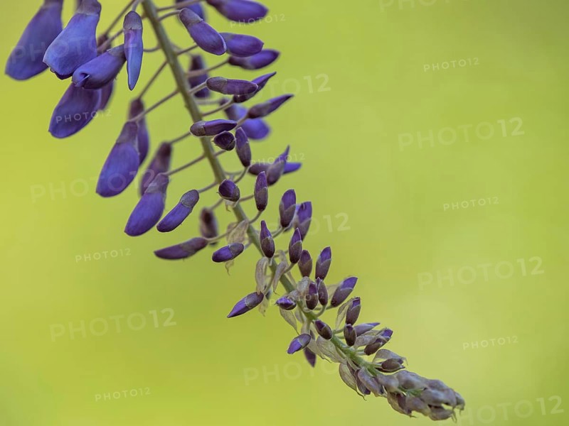 Flowering wisterias