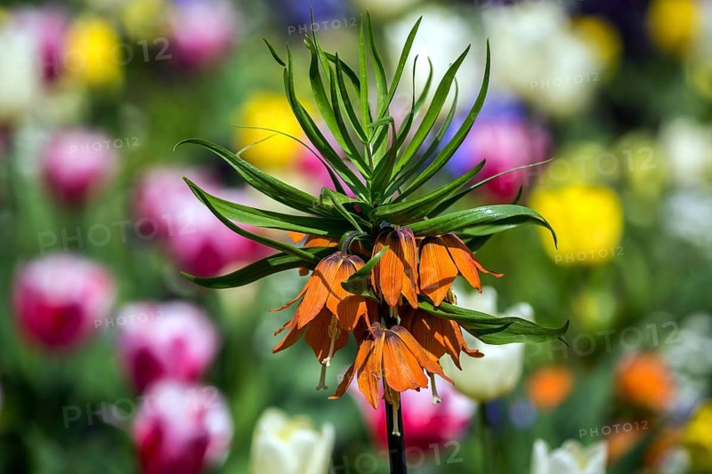 Flowering kaiser's crown
