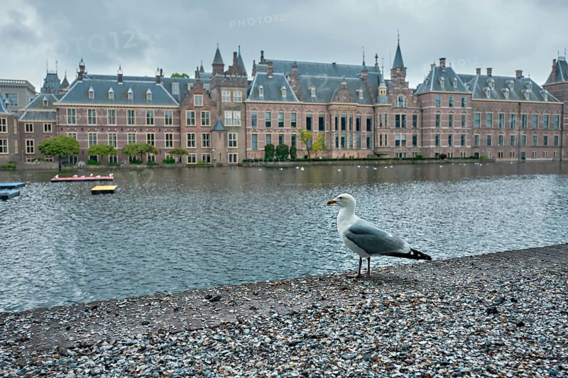 Seagull and the Binnenhof House of Parliament and the Hofvijver lake. The Hague