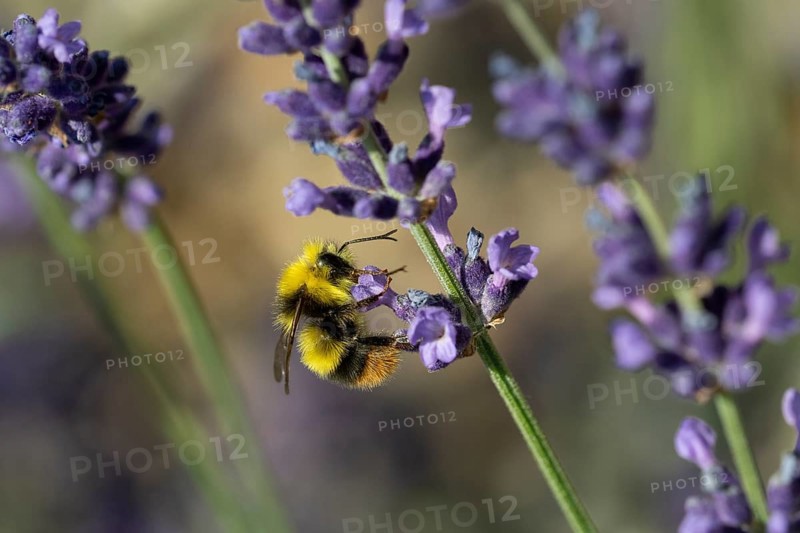 Early bumblebee