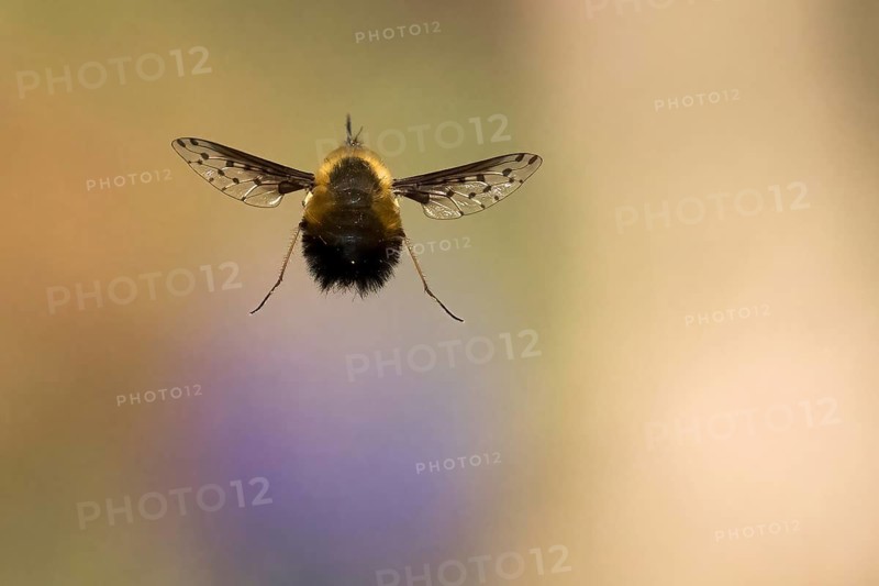 Spotted woolly hawk moth