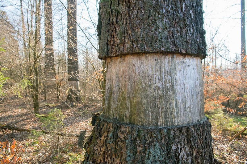 Ringing in the Eifel National Park